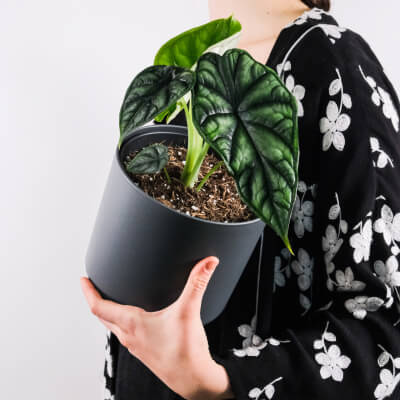 Chi siamo plants store gallery img 4