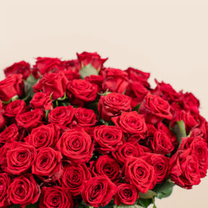 rose rosse premium